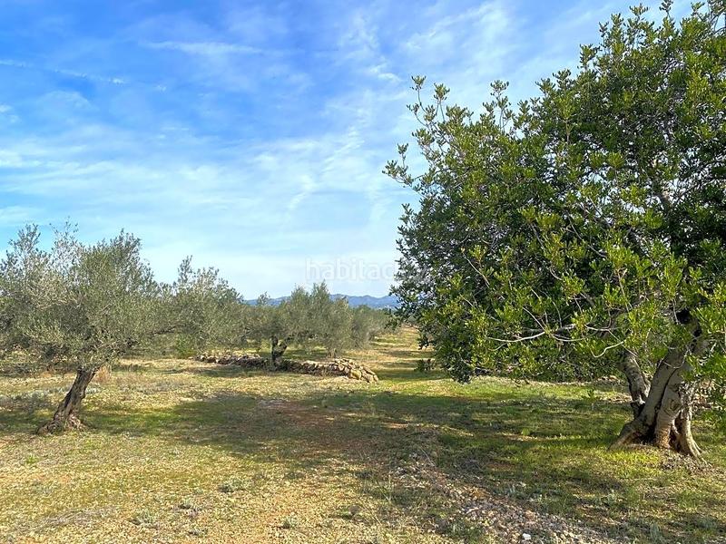 Foto ae8ca273-e369-4b62-9433-0515a61c5e82. Finca rústica en Perelló (El)