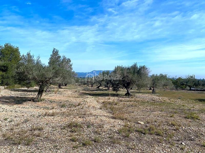 Foto be7536b4-6783-4b74-bfbf-6c3ea770ac69. Finca rústica en Perelló (El)