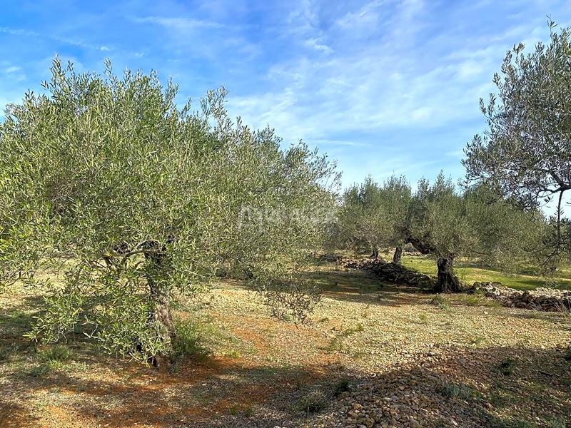 Foto c5289200-6c18-4c02-832a-1696f4764830. Finca rústica en Perelló (El)