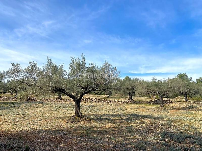 Foto e26b6716-1dc8-4115-bc62-875c635cb3e6. Finca rústica en Perelló (El)