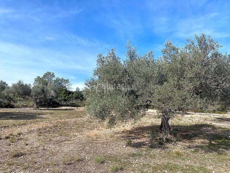 Foto ef4f1465-d2ff-4023-83fe-b4caef1f5a78. Finca rústica en Perelló (El)