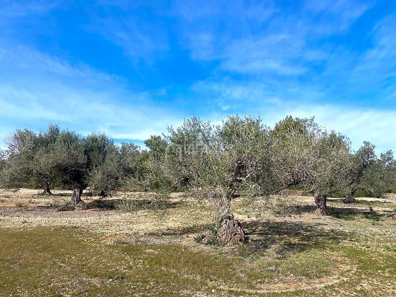 Foto f3297953-acf9-4e4d-9941-6bf120dfd47d. Finca rústica en Perelló (El)
