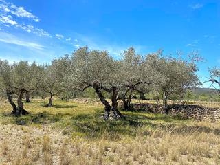 Landgut  Mas de baralluga