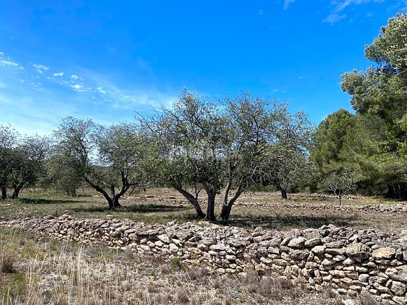 Foto 05efb43c-10c3-41e9-b641-df67ff433e05. Rural plot in L´Ametlla de Mar Ametlla de Mar (L´)