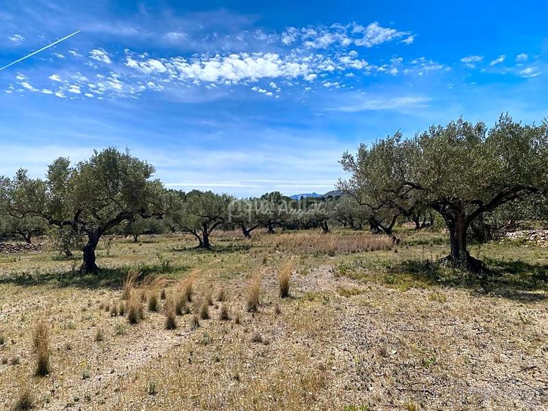 Foto 3ea07ba1-b2b7-4f93-a108-88f12978363b. Rural plot in L´Ametlla de Mar Ametlla de Mar (L´)