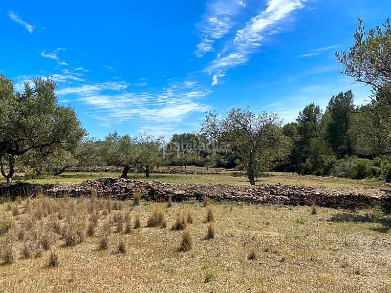 Foto 4263d00d-09d9-49da-95c7-209635dbfd14. Rural plot in L´Ametlla de Mar Ametlla de Mar (L´)