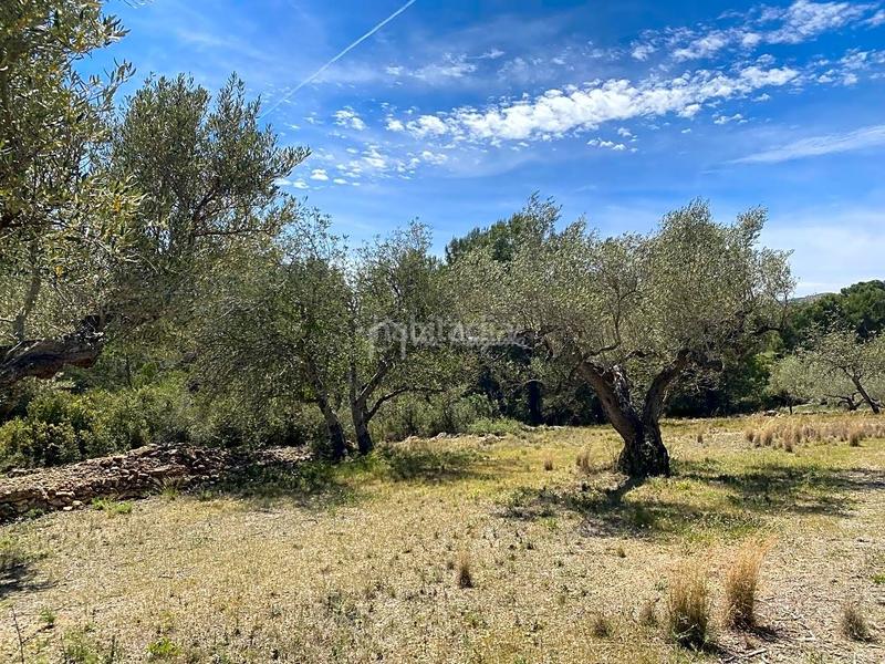 Foto 669acce4-e31c-40ca-8043-43dccc4e3f9e. Rural plot in L´Ametlla de Mar Ametlla de Mar (L´)