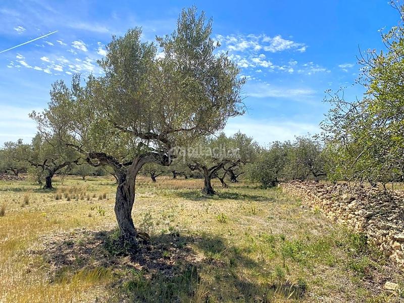Foto c5592e0e-6887-413d-b0cd-25d8696a3637. Rural plot in L´Ametlla de Mar Ametlla de Mar (L´)