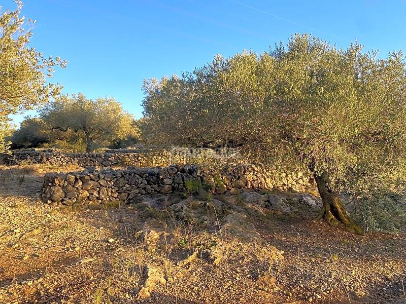 Foto c13bc7e6-686b-4ed7-9099-b0fb9165b836. Finca rústica a Perelló (El)