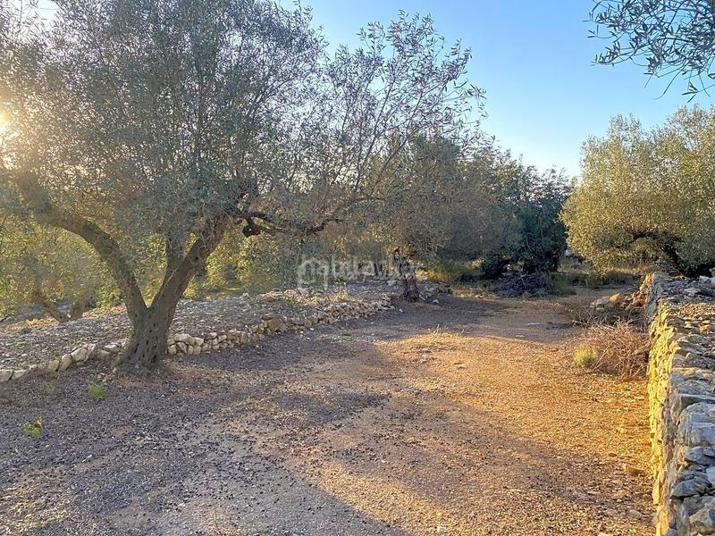 Foto db94d20c-b510-42ac-a59b-d79f4494d148. Finca rústica a Perelló (El)