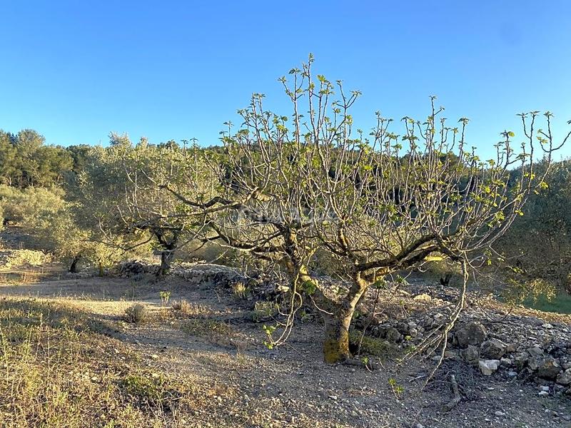 Foto e1564f97-ad86-4508-b14a-91fa54056669. Finca rústica a Perelló (El)