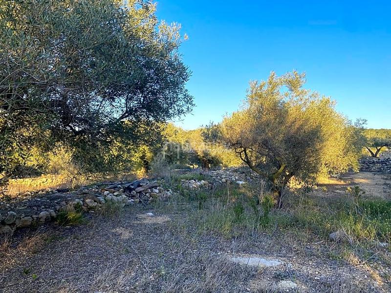 Foto 792e1484-4222-4493-a605-84faadedaf14. Finca rústica en Perelló (El)