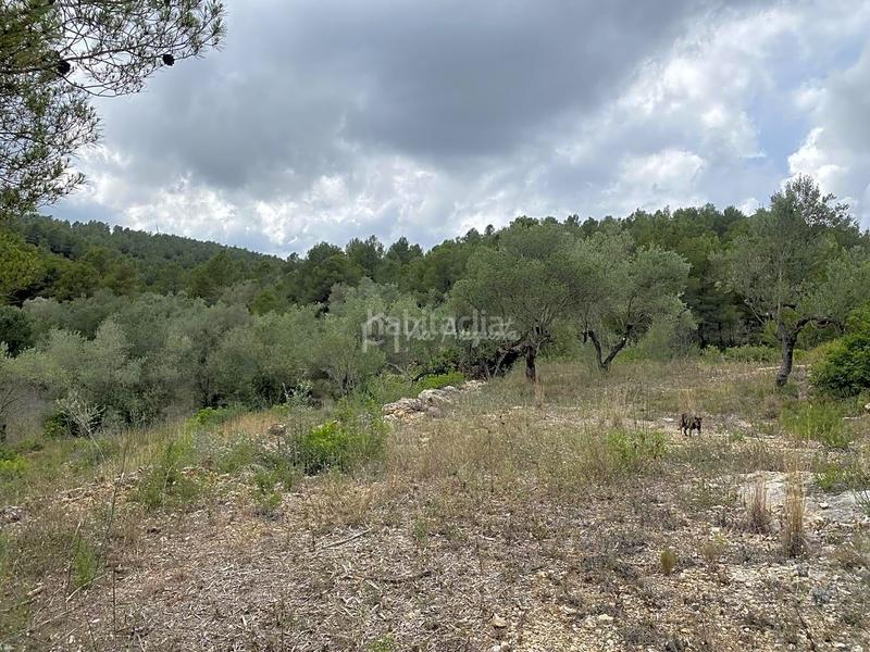 Foto 9ebe8c4d-5198-46b8-8a61-2a12e144ce4a. Rural plot in Perelló (El)