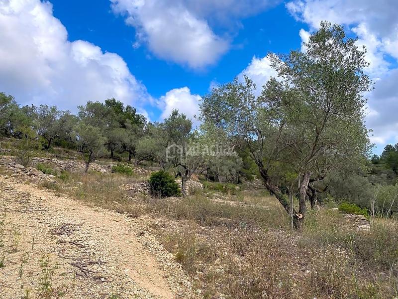 Foto e926d6a3-3056-44fb-9c7b-3773b15e9e6a. Rural plot in Perelló (El)