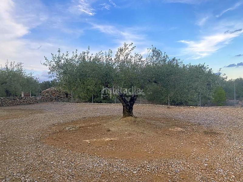 Foto 77ff44f6-e8ba-4369-a515-2a7d17d76731. Casale in Roques Daurades-L´Estany Ametlla de Mar (L´)