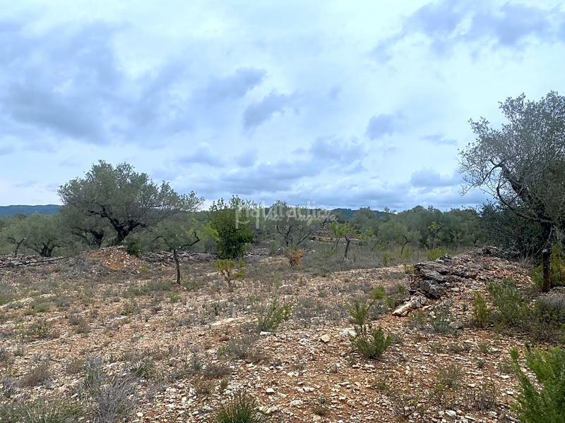 Foto 47447107-a22b-44ef-942f-0b25864b56c3. Rural plot in L´Ametlla de Mar Ametlla de Mar (L´)