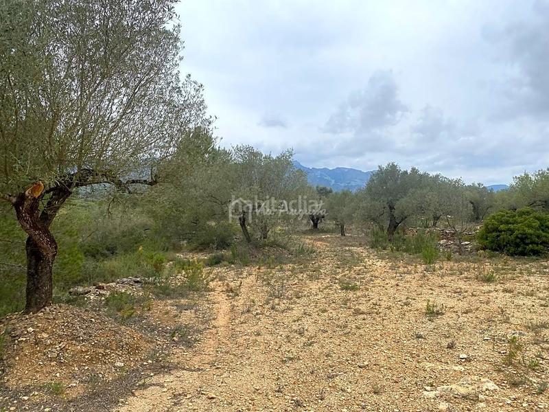 Foto cee5ec82-c64a-4939-9de0-2d318c4e3fa1. Rural plot in L´Ametlla de Mar Ametlla de Mar (L´)