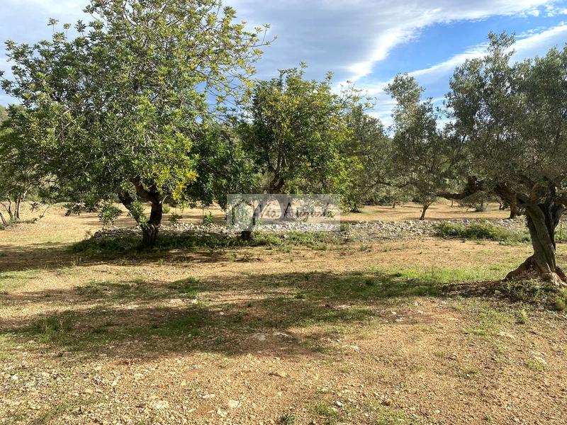 Foto 515877f5-b949-4a04-a9e8-cb9404f2f3c5. Fondo rustico in Ampolla (L´)