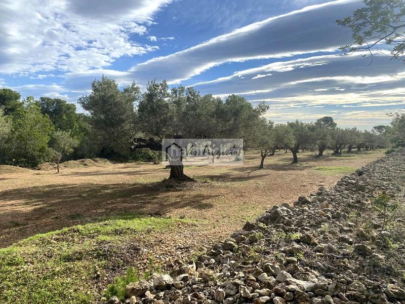 Foto 88e0580e-99de-41f0-92ce-ed99de4dd761. Fondo rustico in Ampolla (L´)