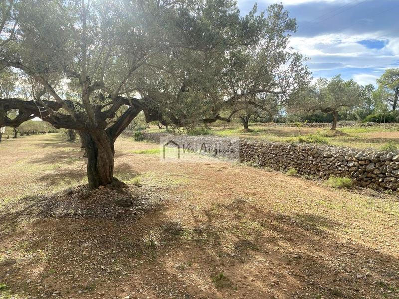 Foto 1e27741b-3a1e-4caa-985f-673ea6798bab. Landgut in Ampolla (L´)