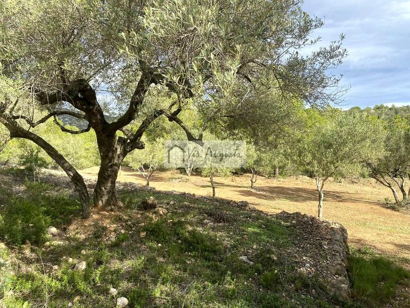 Foto b3c7c538-175c-4f78-99b2-d81a9297bd7f. Landgut in Ampolla (L´)