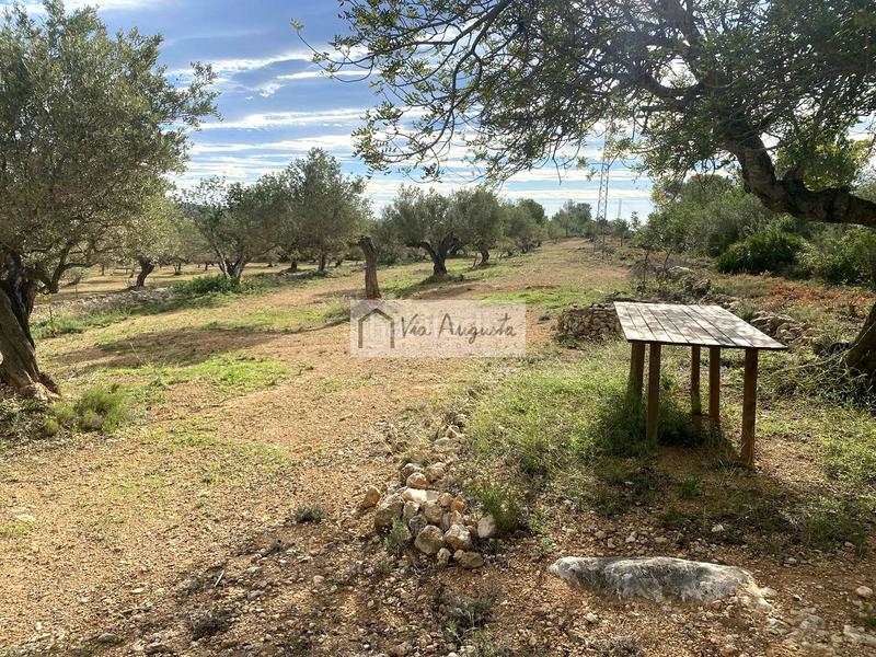 Foto 31528c00-c56b-4376-822c-132d454c52f6. Finca rústica en Ampolla (L´)