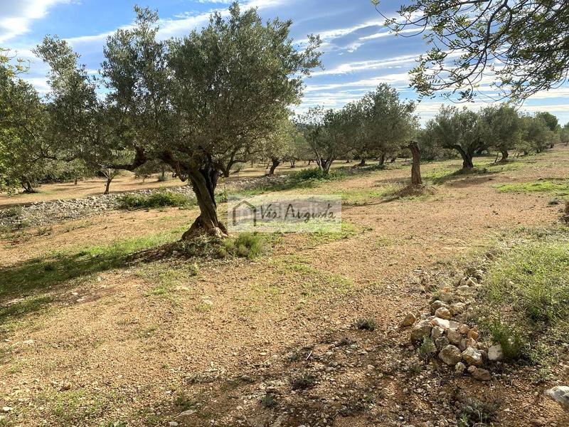 Foto 7a76e2cd-4f6d-48c3-a0fe-5ce15c54885f. Finca rústica en Ampolla (L´)