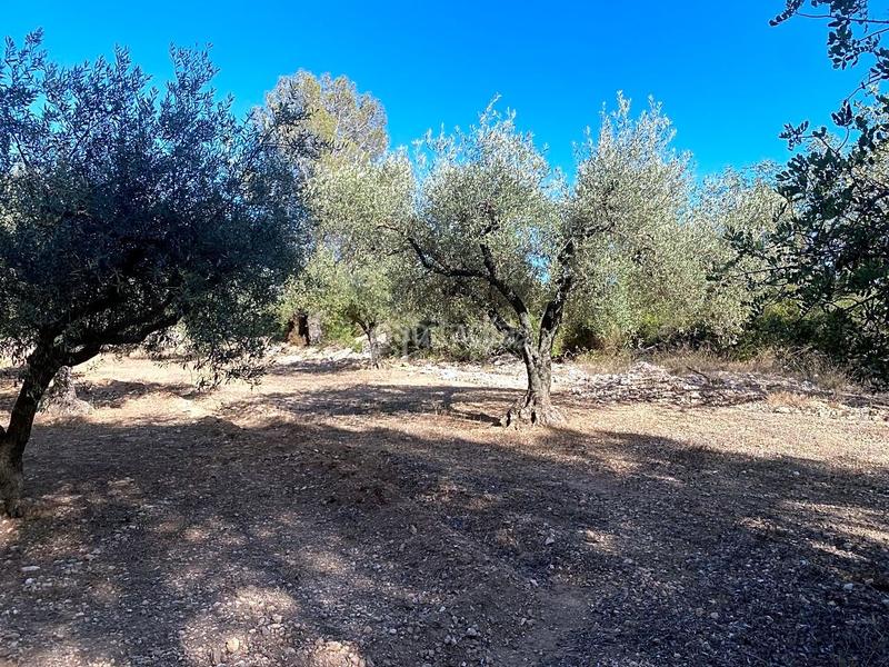 Foto 0baea3d4-9bdc-4fb7-9991-45a2e6404ee7. Wohngrundstück in Xerta