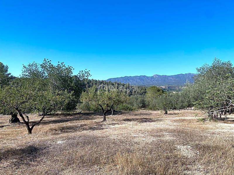 Foto 38d76498-8fc2-4a5f-bc7b-3ebd493e999b. Wohngrundstück in Xerta