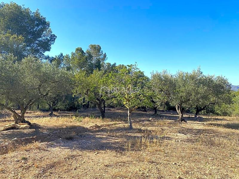 Foto d54fb8c4-a8c3-4ea6-a4bc-99bce23b19a7. Wohngrundstück in Xerta