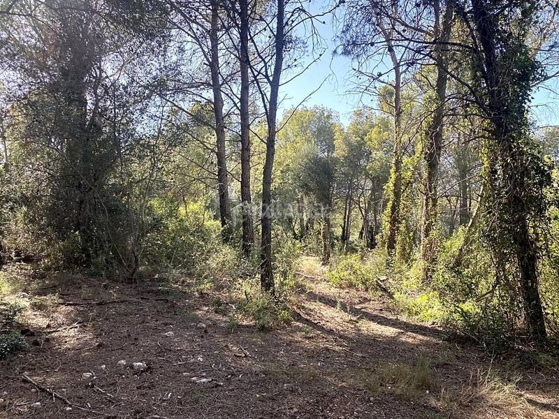 Foto e4daab7b-4cdf-4658-bef9-42bb32731042. Wohngrundstück in Xerta