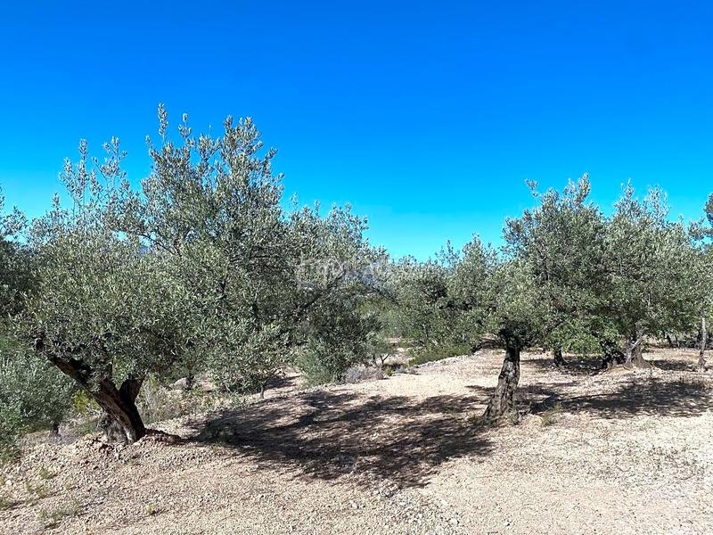 Foto f40bb195-9808-4b59-8da8-d9aa996f1ff2. Wohngrundstück in Xerta