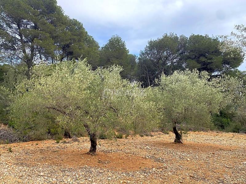 Foto 2195373c-1d89-4cef-8a93-8fb9e974f3d0. Finca rústica a Perelló (El)