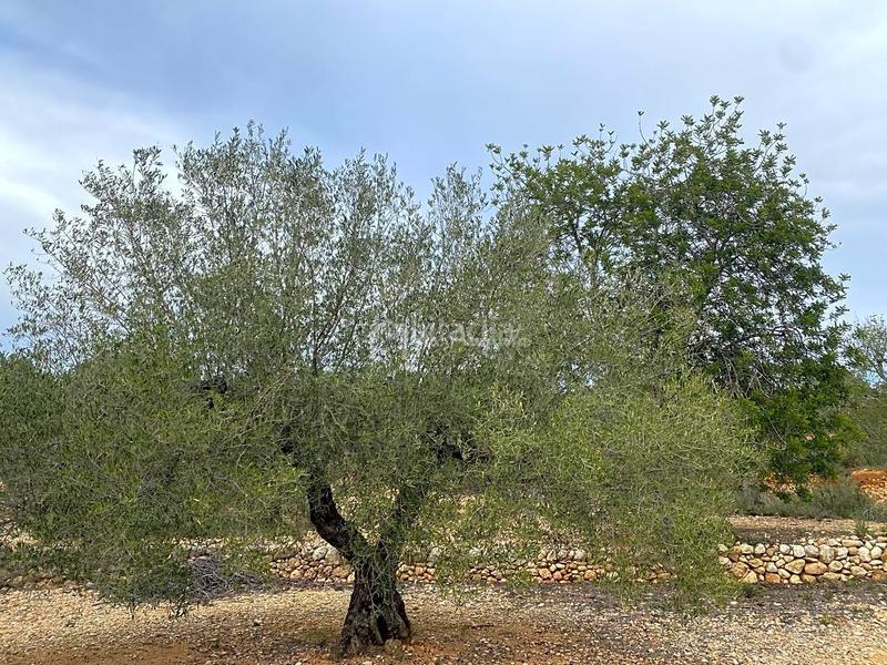 Foto 419e5aaa-c111-4047-8eae-be42188e9581. Finca rústica a Perelló (El)