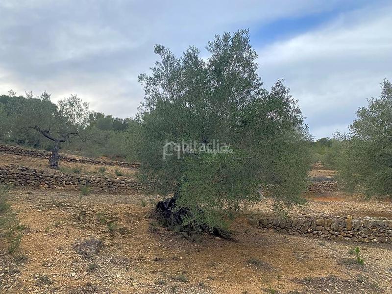 Foto 5157da7d-5403-4163-8fbd-82b20abe70e1. Finca rústica a Perelló (El)