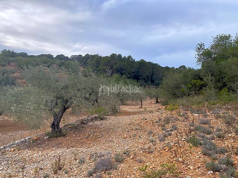Foto 6d212ab0-3a5c-4b75-887c-b2647580d180. Finca rústica a Perelló (El)