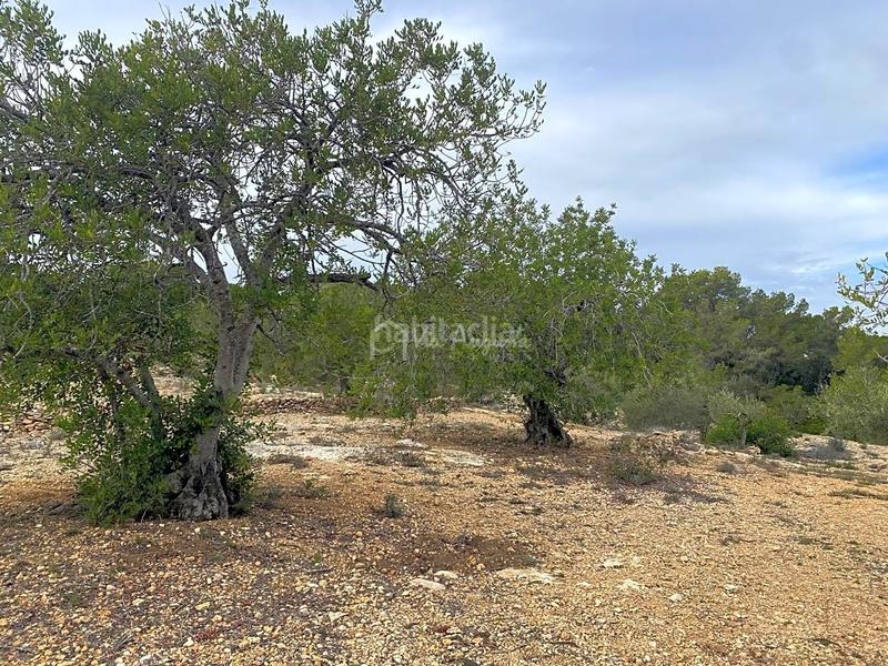 Foto 81a31f39-c08c-4d35-b963-56b9e19da51b. Finca rústica a Perelló (El)