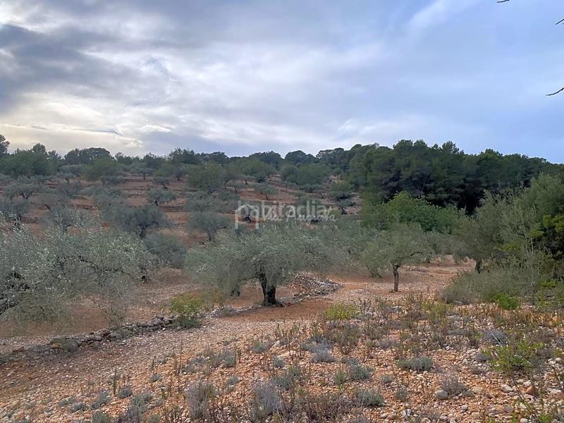Foto 86575796-8aad-4216-aa9f-16371b9e8c7c. Finca rústica a Perelló (El)