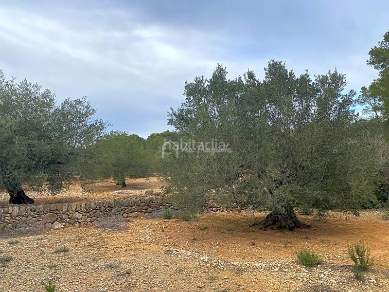 Foto a1e48936-70b3-433b-8805-a5e660816ccf. Finca rústica a Perelló (El)