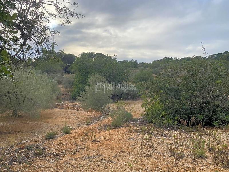Foto c72591d5-6ea4-40ff-a19e-0b6ee8ec7991. Finca rústica a Perelló (El)
