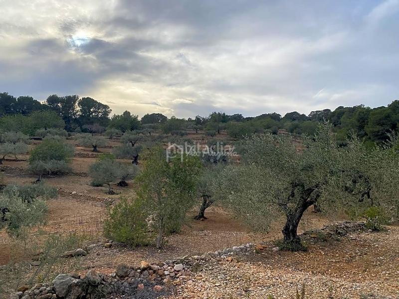 Foto cc202d82-fdfe-47f0-9519-883809a6aeb2. Finca rústica a Perelló (El)