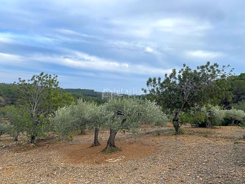 Foto cd7daabf-8527-47b5-aea4-ae8d0a7f5bec. Finca rústica a Perelló (El)
