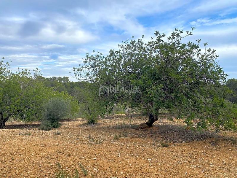 Foto d2c6d0b9-9dbc-48a7-bf3a-1c8bd4f777e1. Finca rústica a Perelló (El)