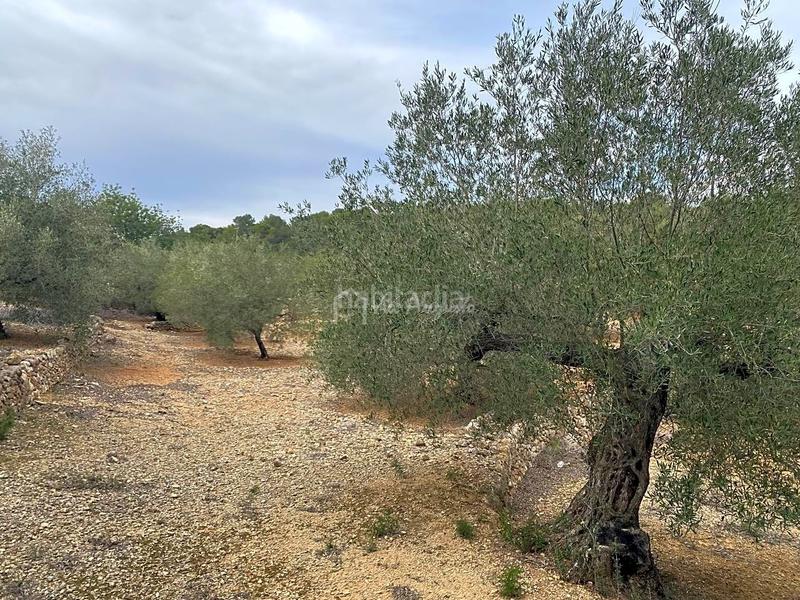Foto db92b836-6511-4a9b-8a95-be51563c685c. Finca rústica a Perelló (El)