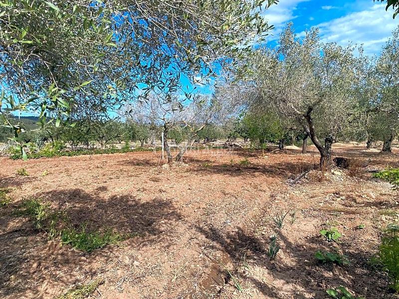 Foto 3841497c-3dbe-42d9-bef4-a194b6b380bb. Masia amb aparcament a Perelló (El)