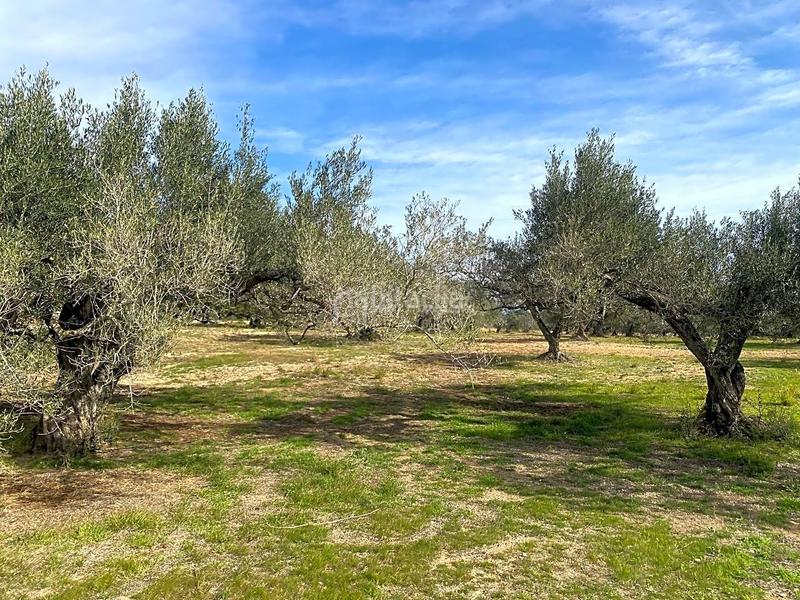 Foto 0e956118-fa0c-4191-9822-5a8793259609. Rural plot in Perelló (El)
