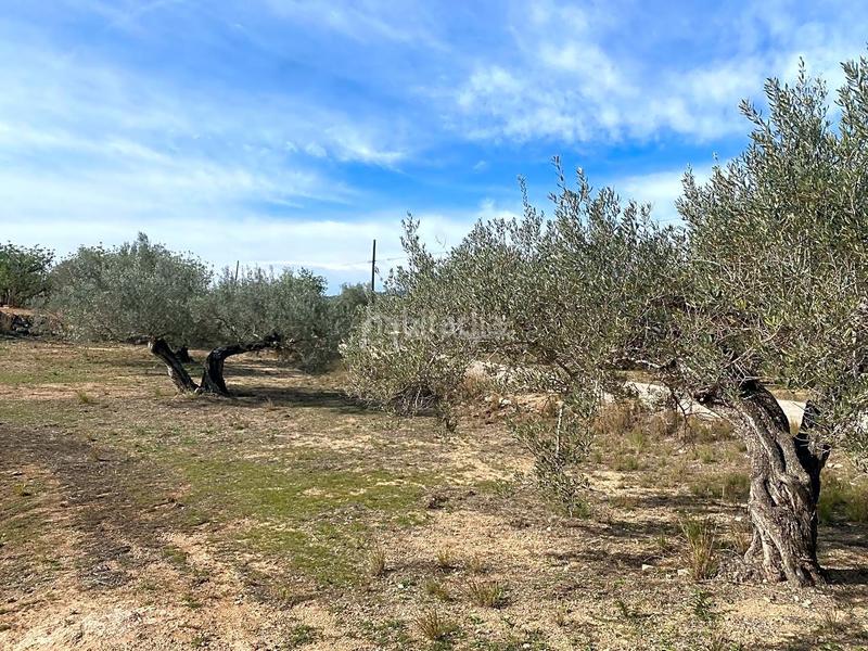 Foto 4ec938aa-88b6-4d20-9305-ff4c41ec5ccd. Rural plot in Perelló (El)
