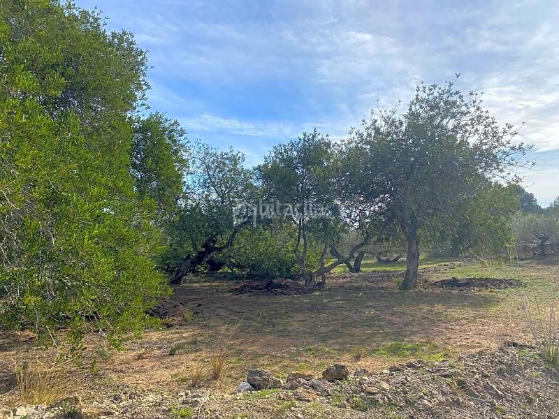 Foto 651b0ae5-f059-4feb-a186-3225a52c6e0f. Rural plot in Perelló (El)