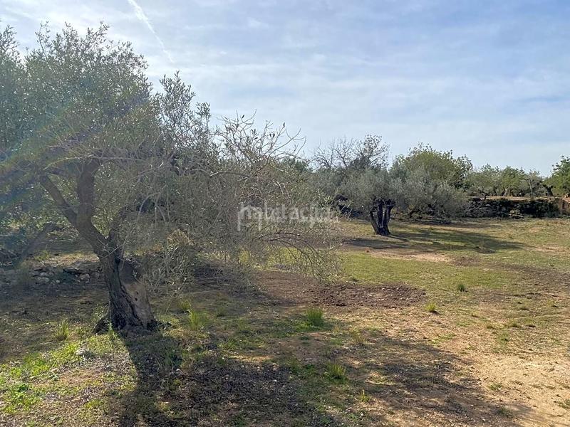 Foto 6ca43c52-defd-4f77-ab0a-cad503557c38. Rural plot in Perelló (El)