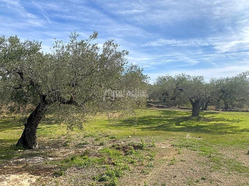 Foto 7a031ec2-e9fc-46cc-a092-26a021109659. Rural plot in Perelló (El)